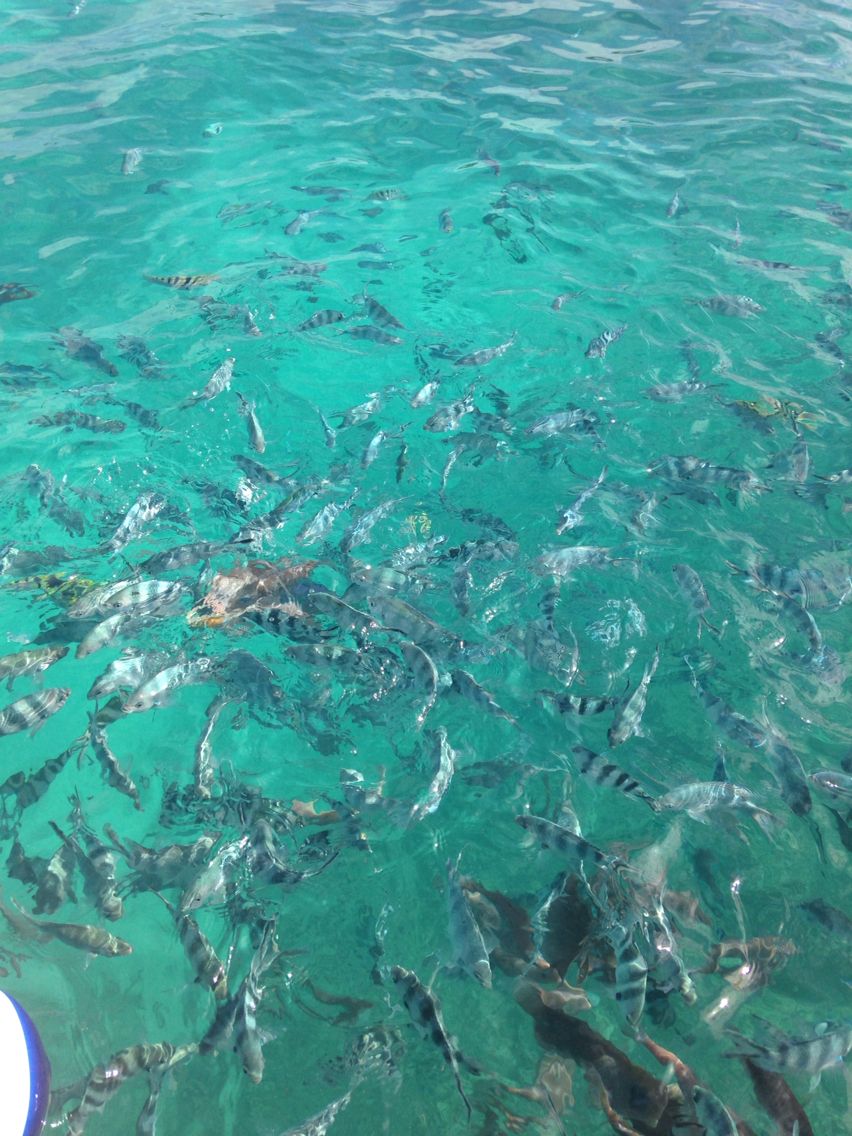 Watamu Glass Bottom Boat