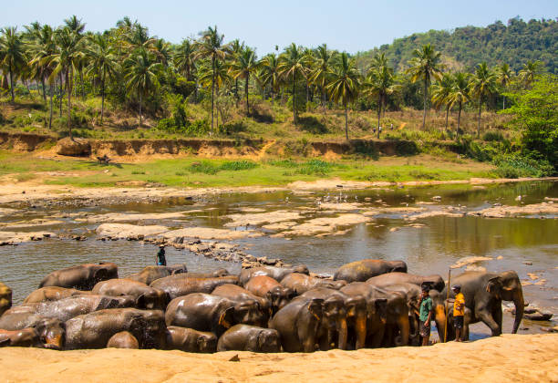 Elephant Orphanage visit