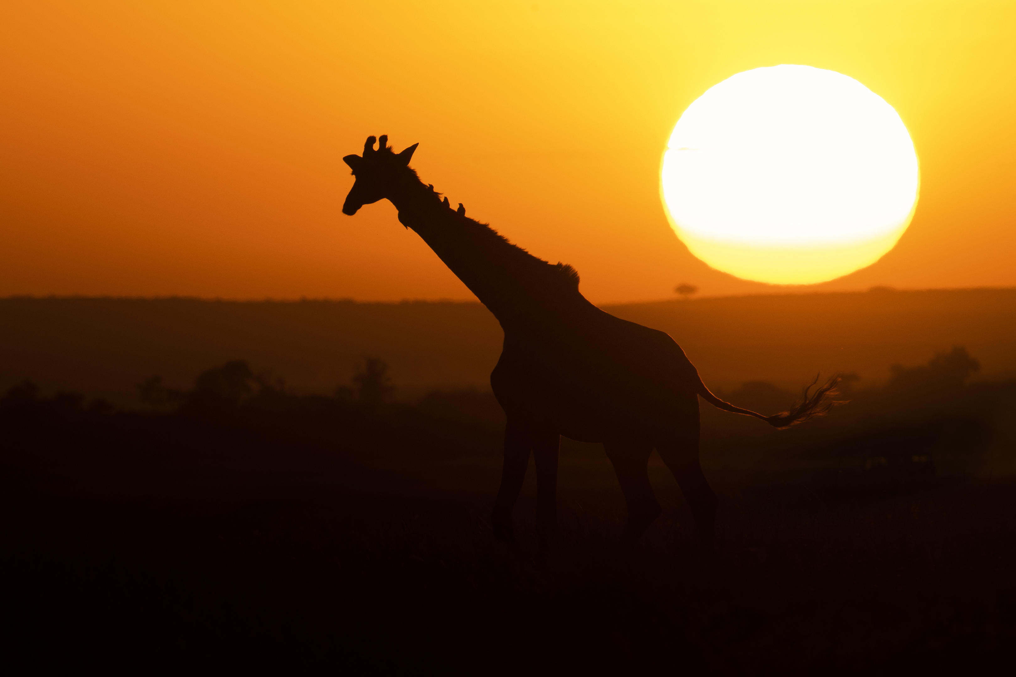 ads_kenya_0000158383