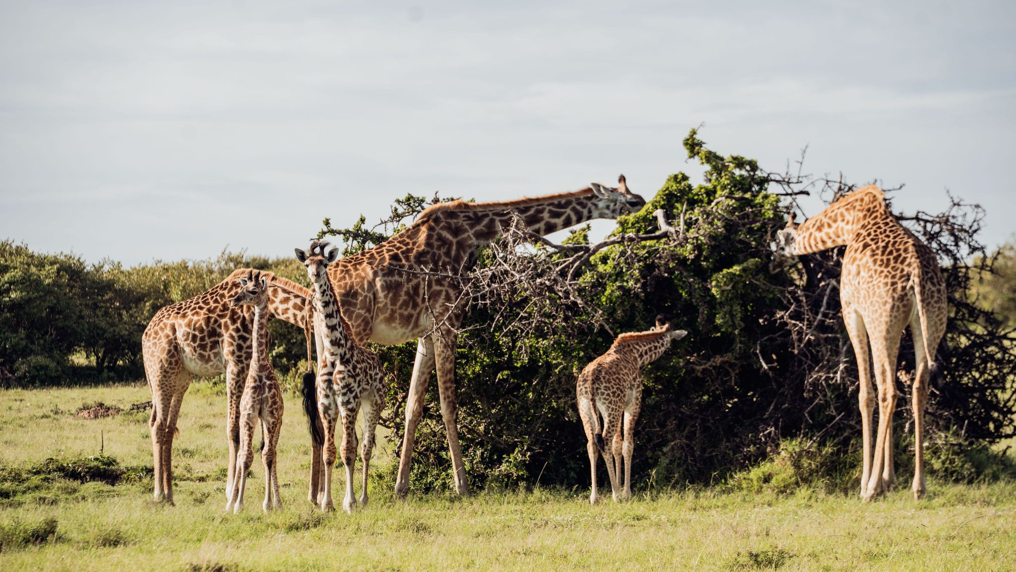Giraffe-at-Ol-Seki-2048x1153 - Copy