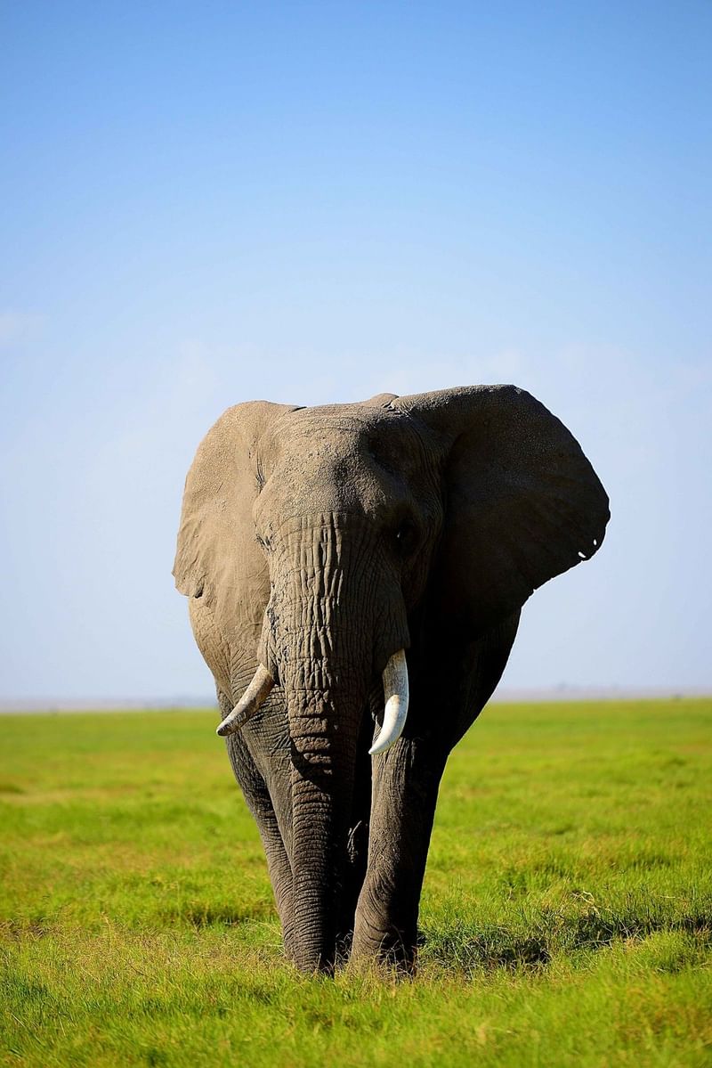 assl-wildlife-elephants-1