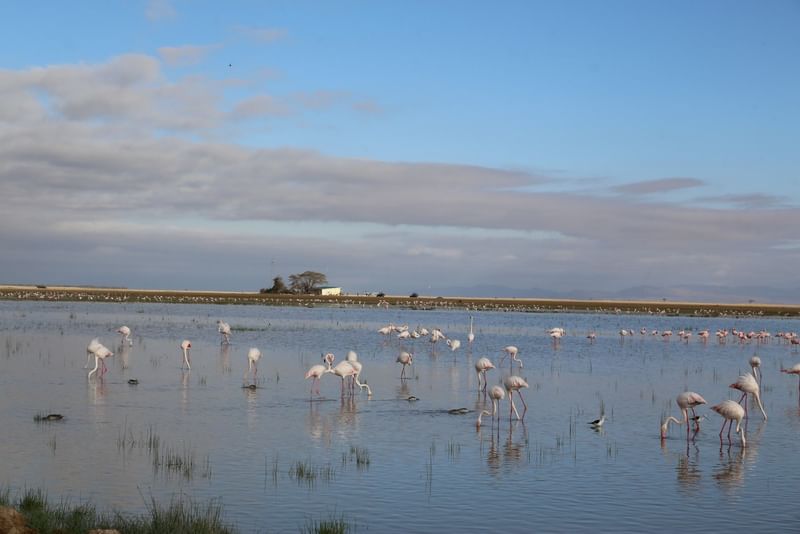 assl-birding