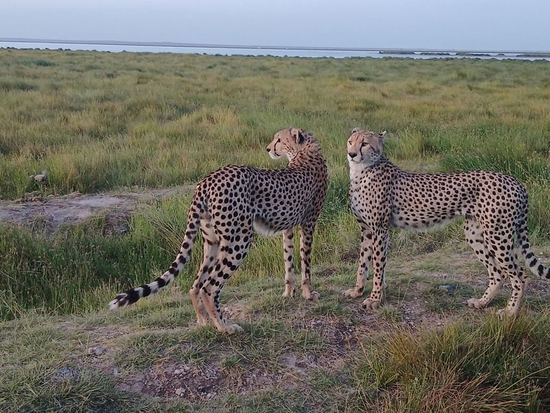 assl-cheetahs