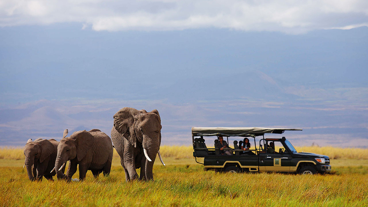 habituated-elephant-herds