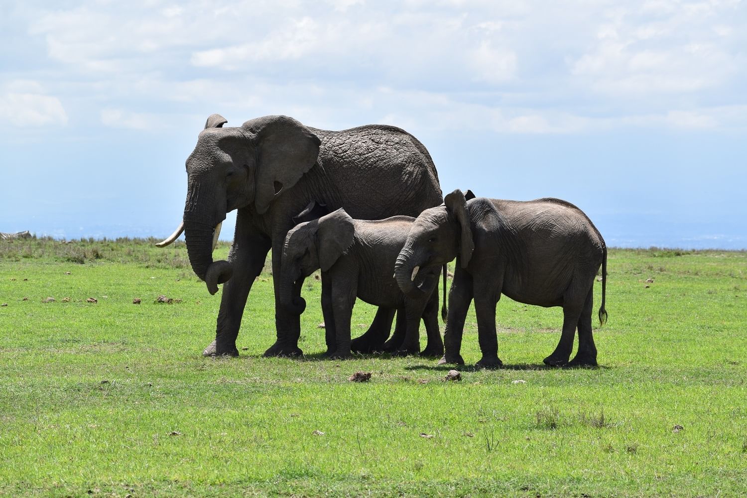 dsc-0152-wildlife (1)