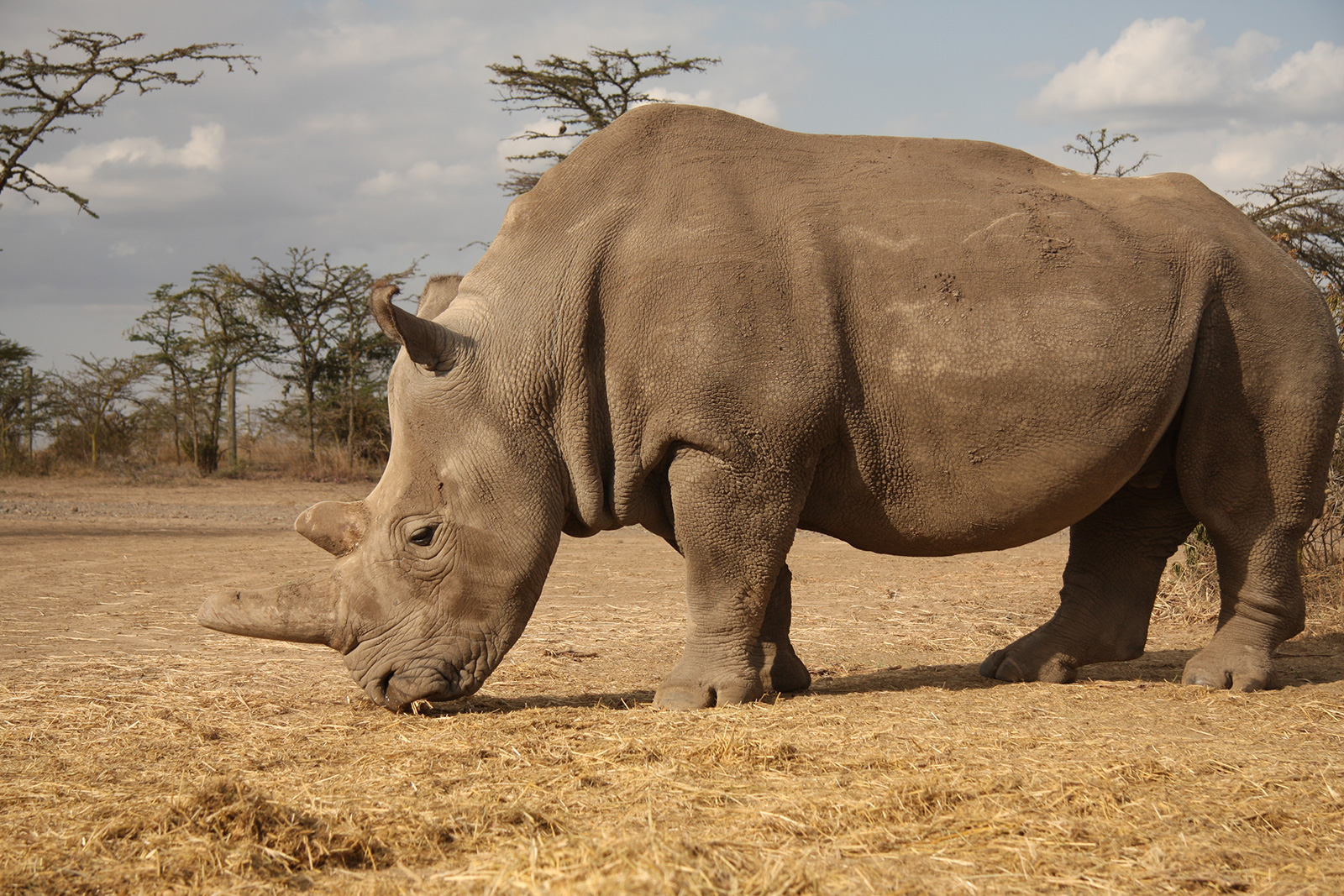 Rhinos_1_Hero