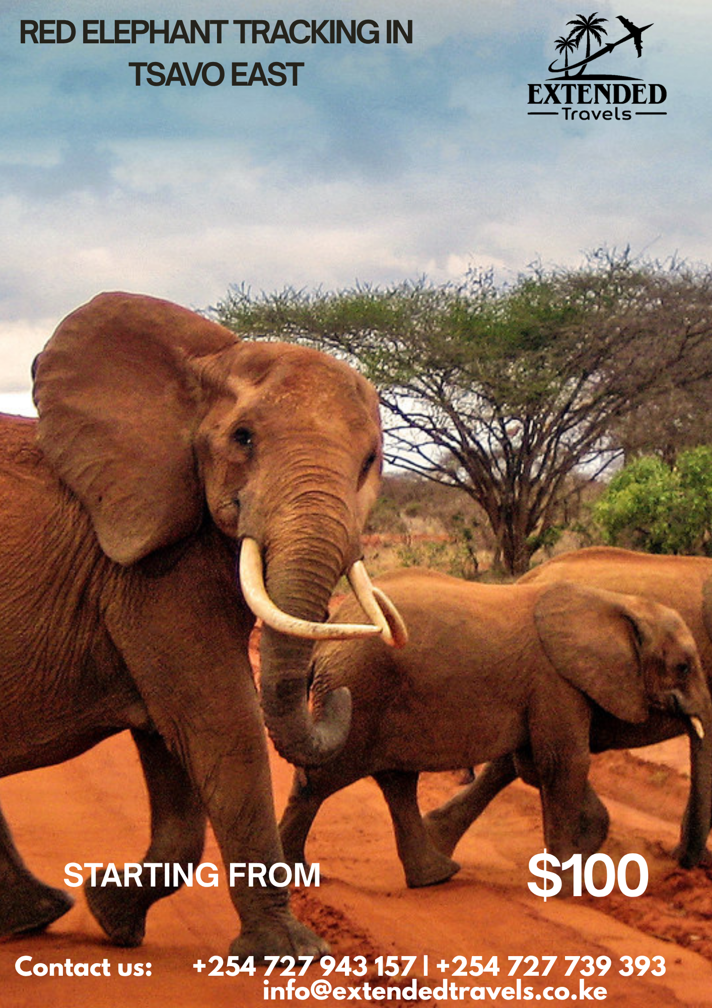 Red Elephants Tracking Tsavo East