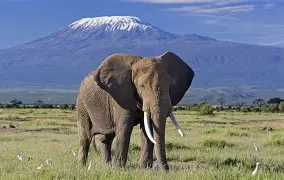 elphant