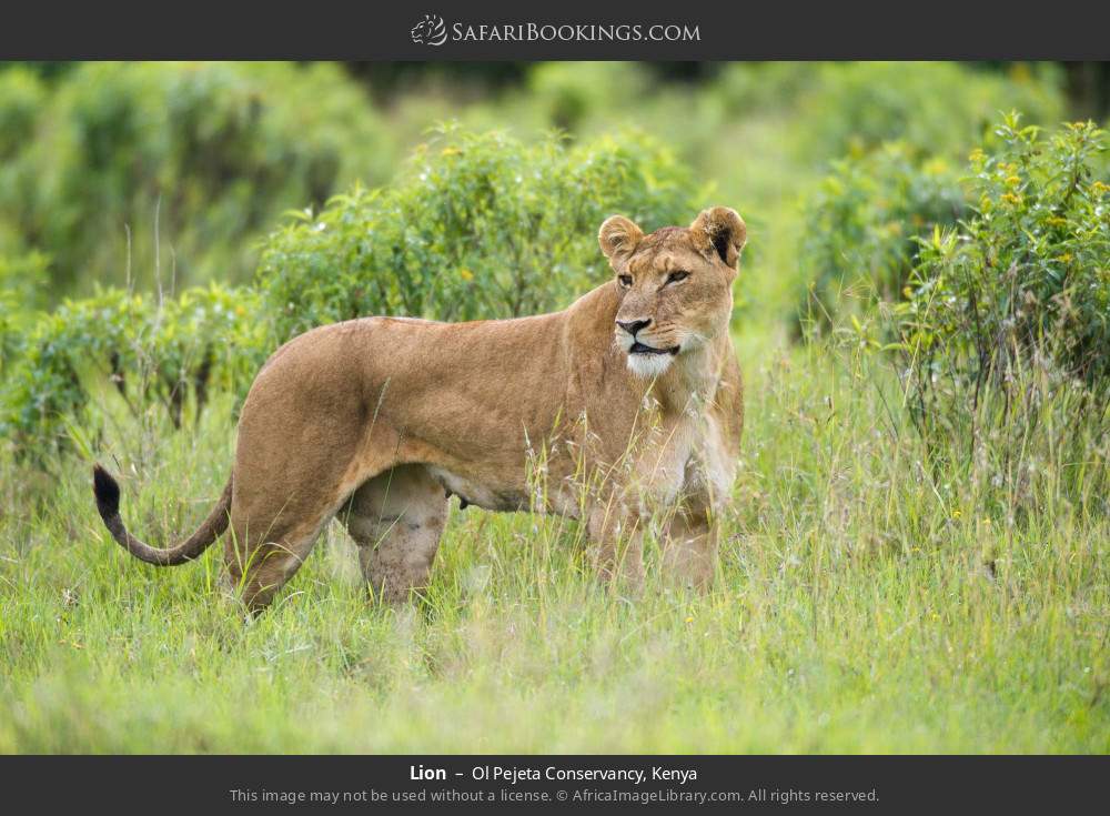 Ol_Pejeta_Conservancy_008